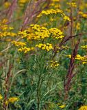 Tanacetum vulgare. Верхушка цветущего растения (вокруг видны соплодия Calamagrostis epigeios). Московская обл., окр. г. Железнодорожный, залежь. 06.08.2020.