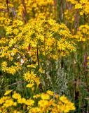 Senecio jacobaea