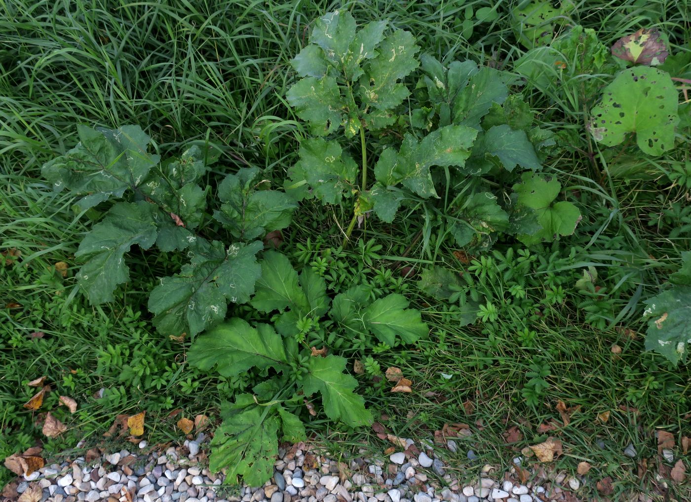 Image of Heracleum sosnowskyi specimen.