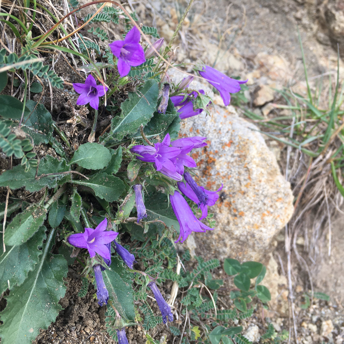 Изображение особи род Campanula.