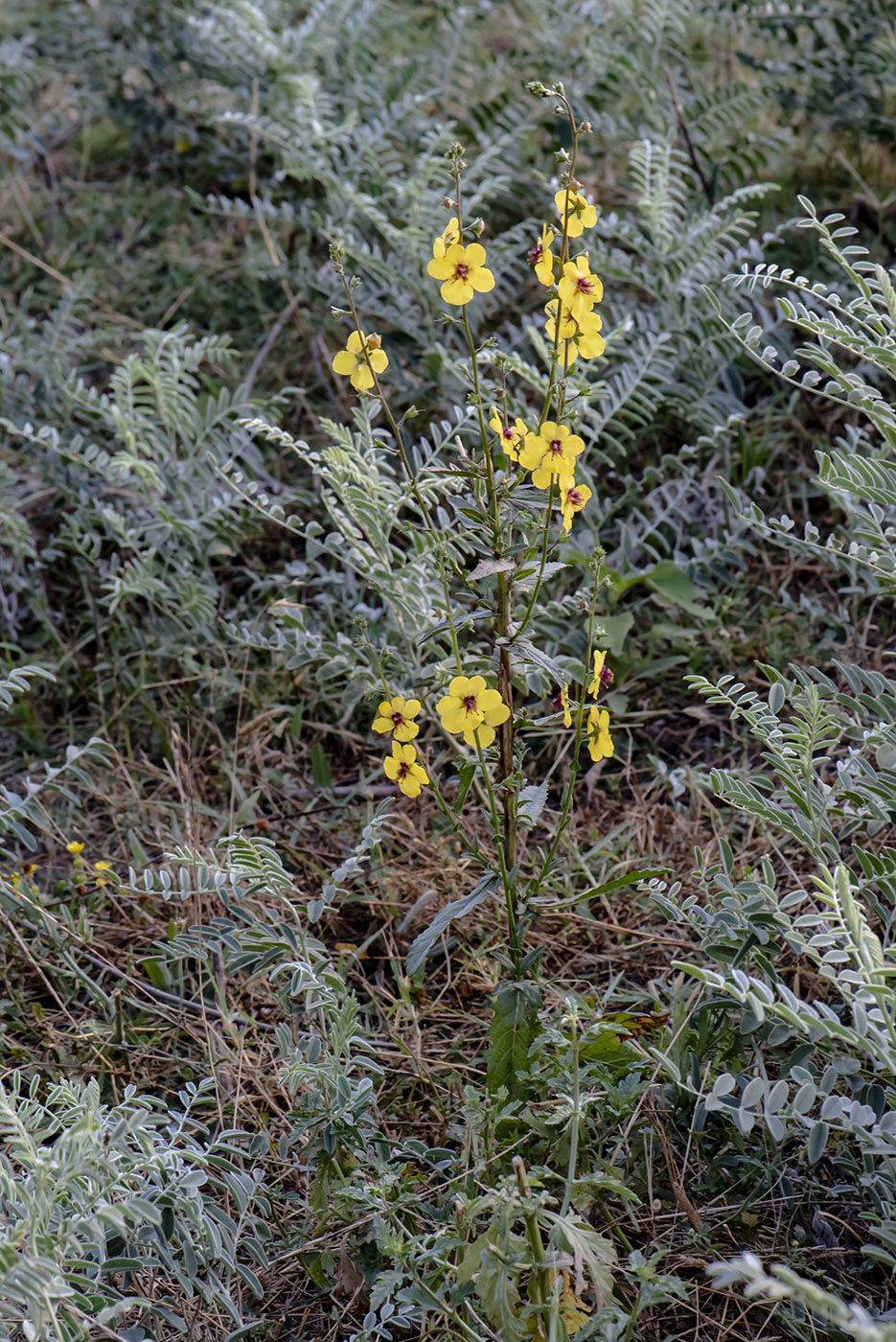 Изображение особи Verbascum blattaria.