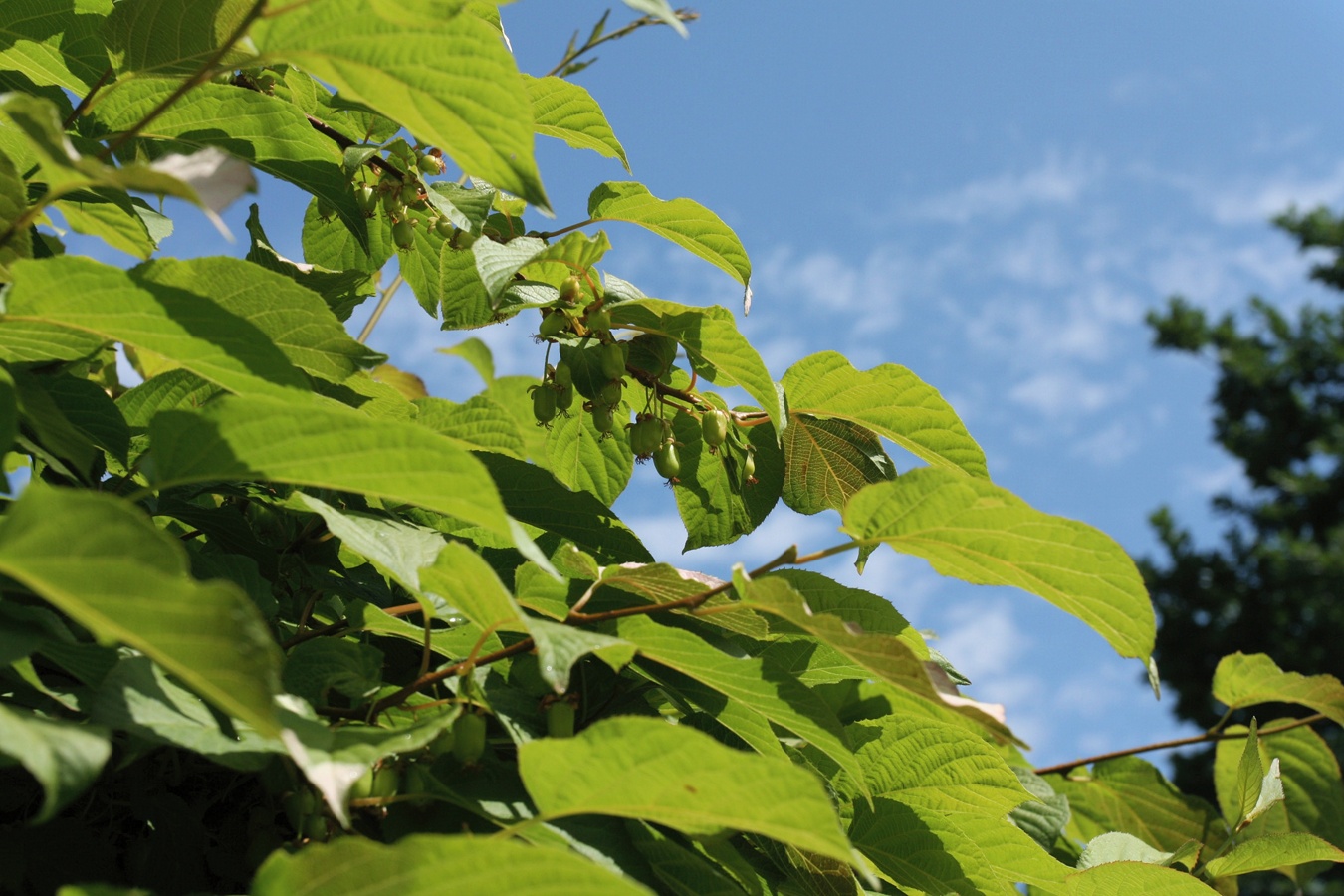 Image of Actinidia kolomikta specimen.