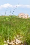 genus Schoenoplectus