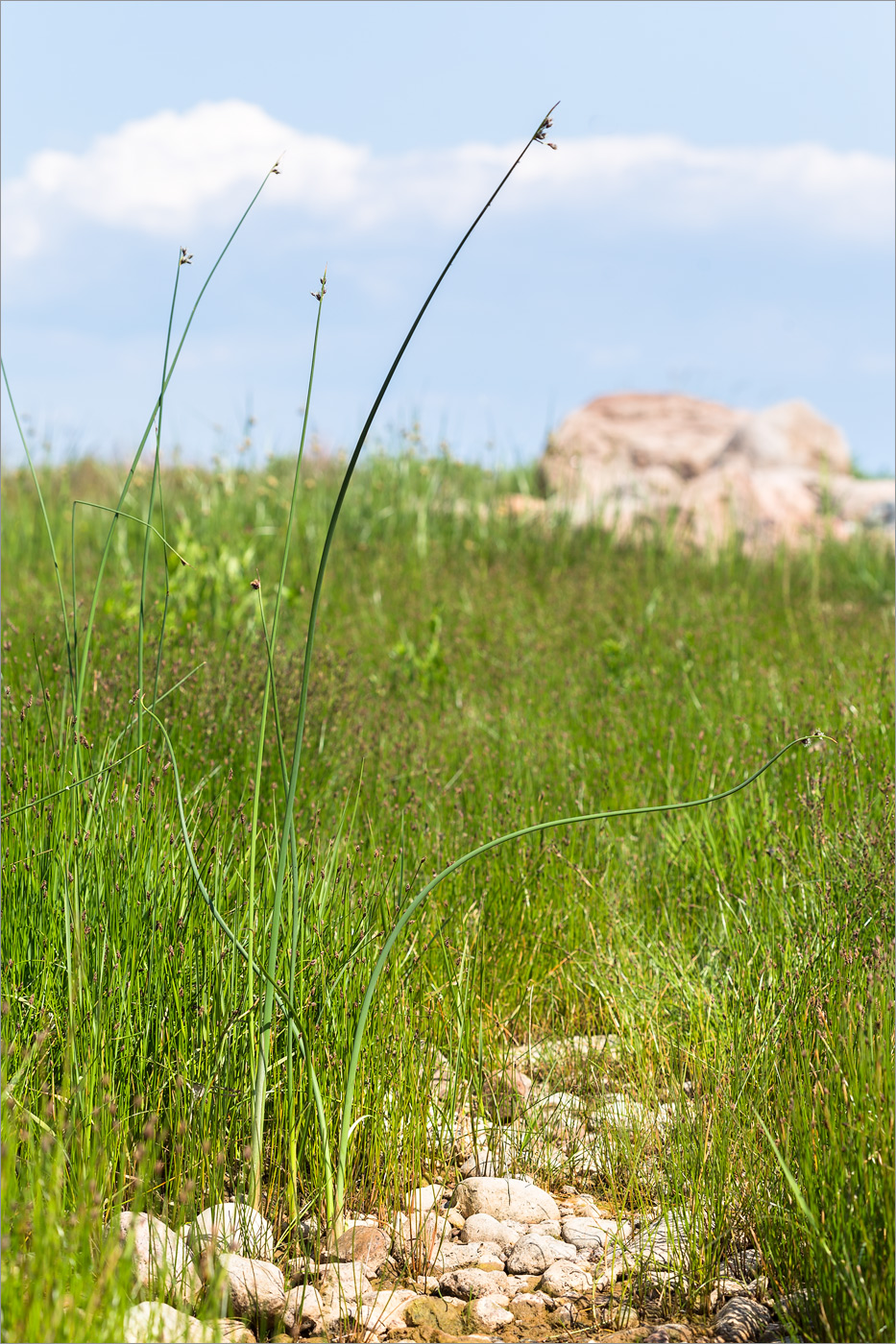 Image of genus Schoenoplectus specimen.