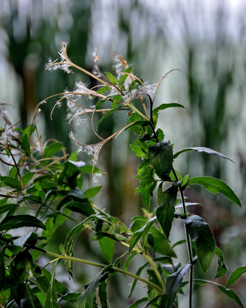 Image of Epilobium hirsutum specimen.