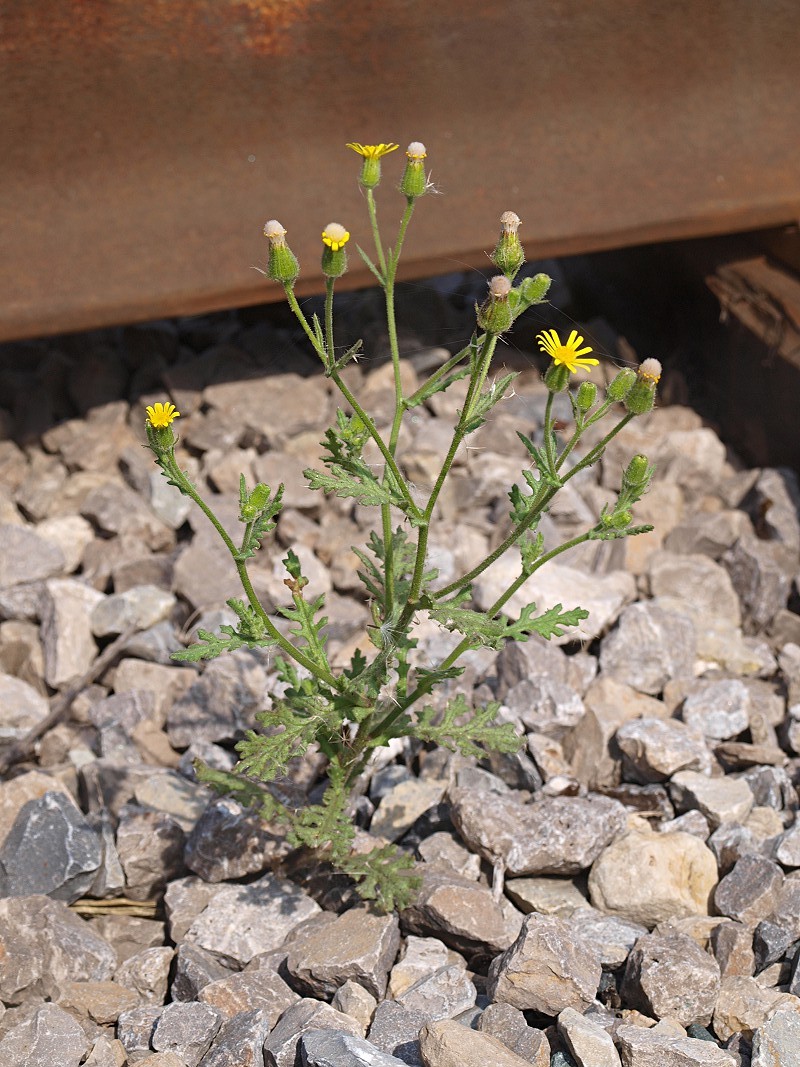 Изображение особи Senecio viscosus.