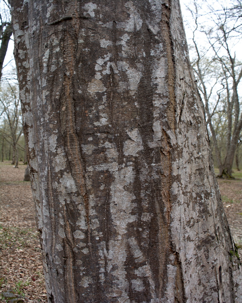 Изображение особи Alnus incana.