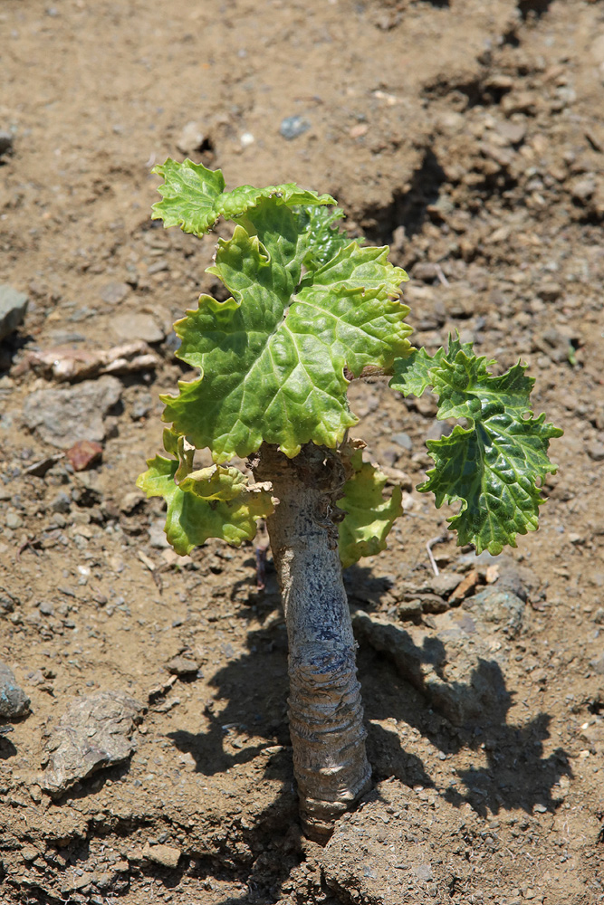 Изображение особи Crambe koktebelica.