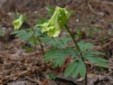 Corydalis bombylina