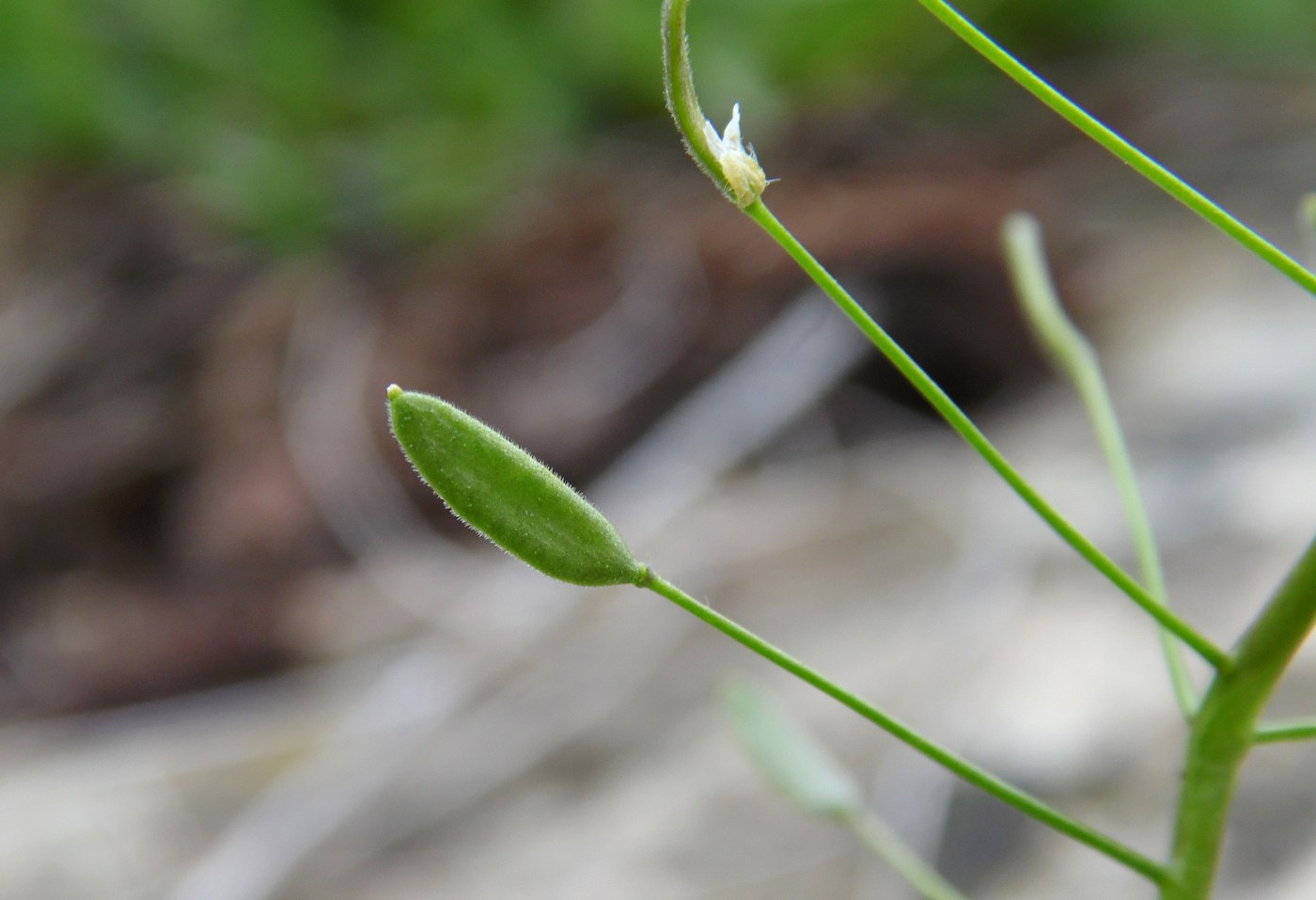 Image of Draba nemorosa specimen.