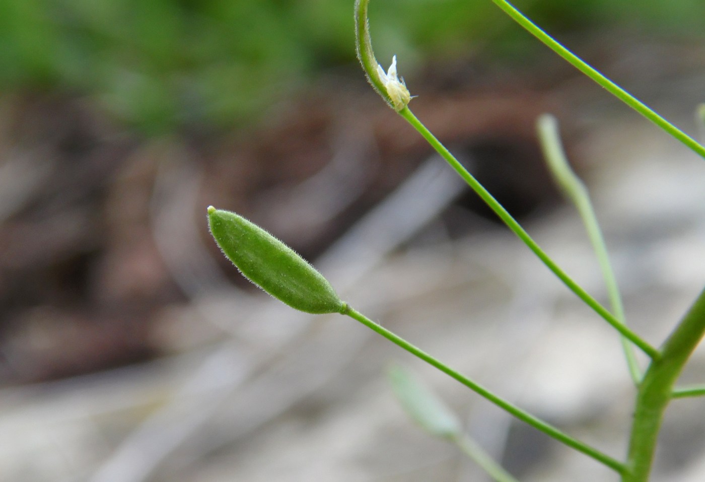 Изображение особи Draba nemorosa.