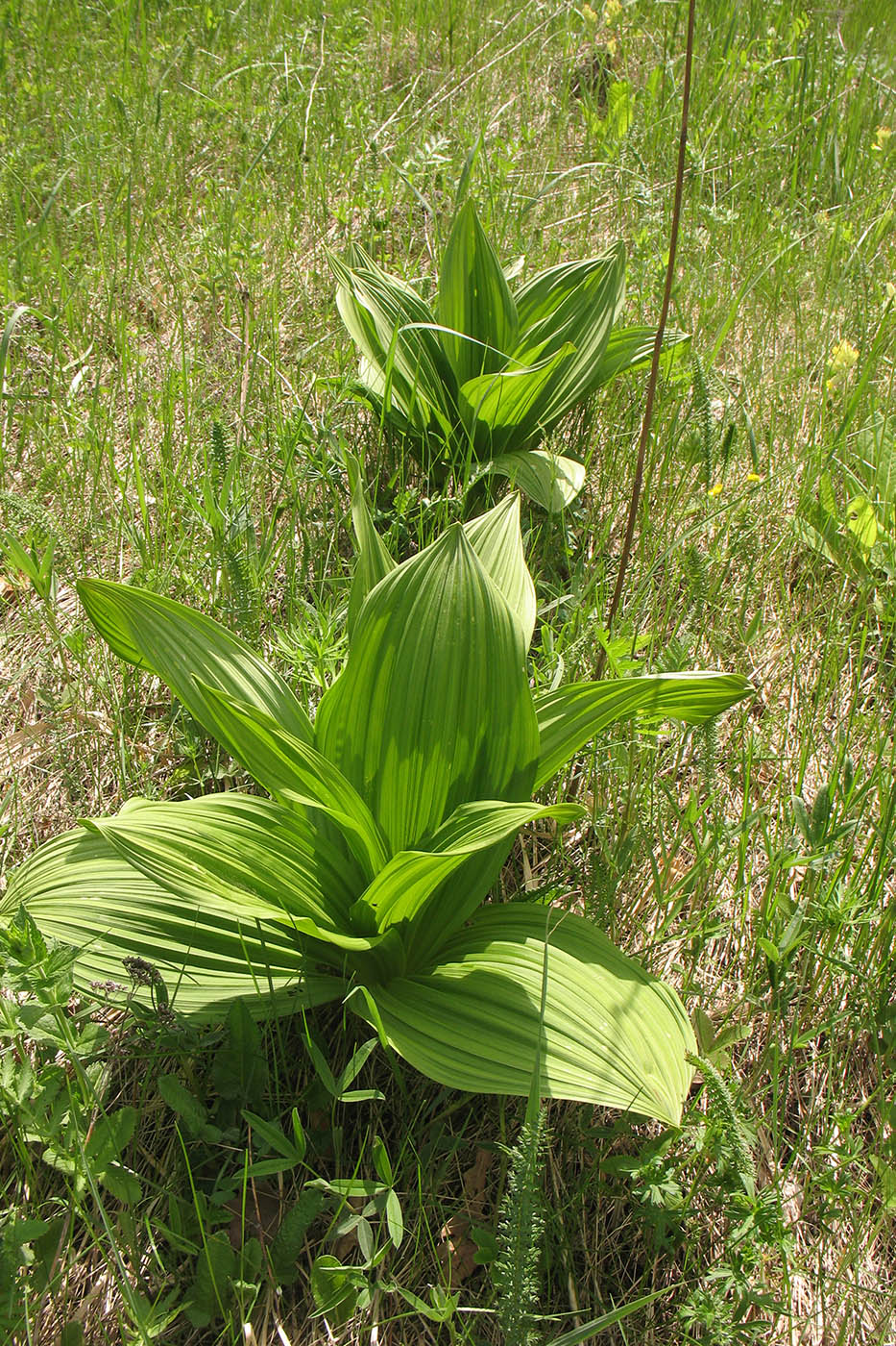 Изображение особи Veratrum nigrum.