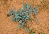 Astragalus dolichophyllus