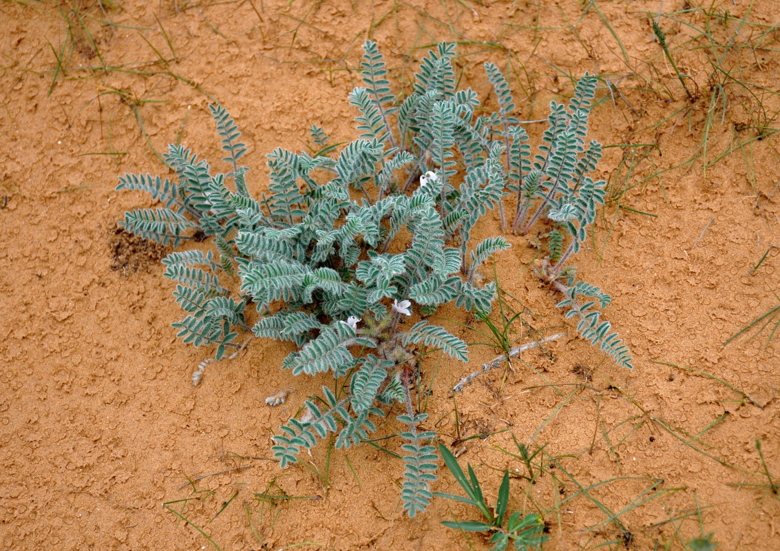 Image of Astragalus dolichophyllus specimen.