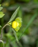 Calceolaria engleriana. Цветок на верхушке побега. Перу, регион Куско, провинция Урубамба, обочина дороги к археологическому комплексу. 16.10.2019.