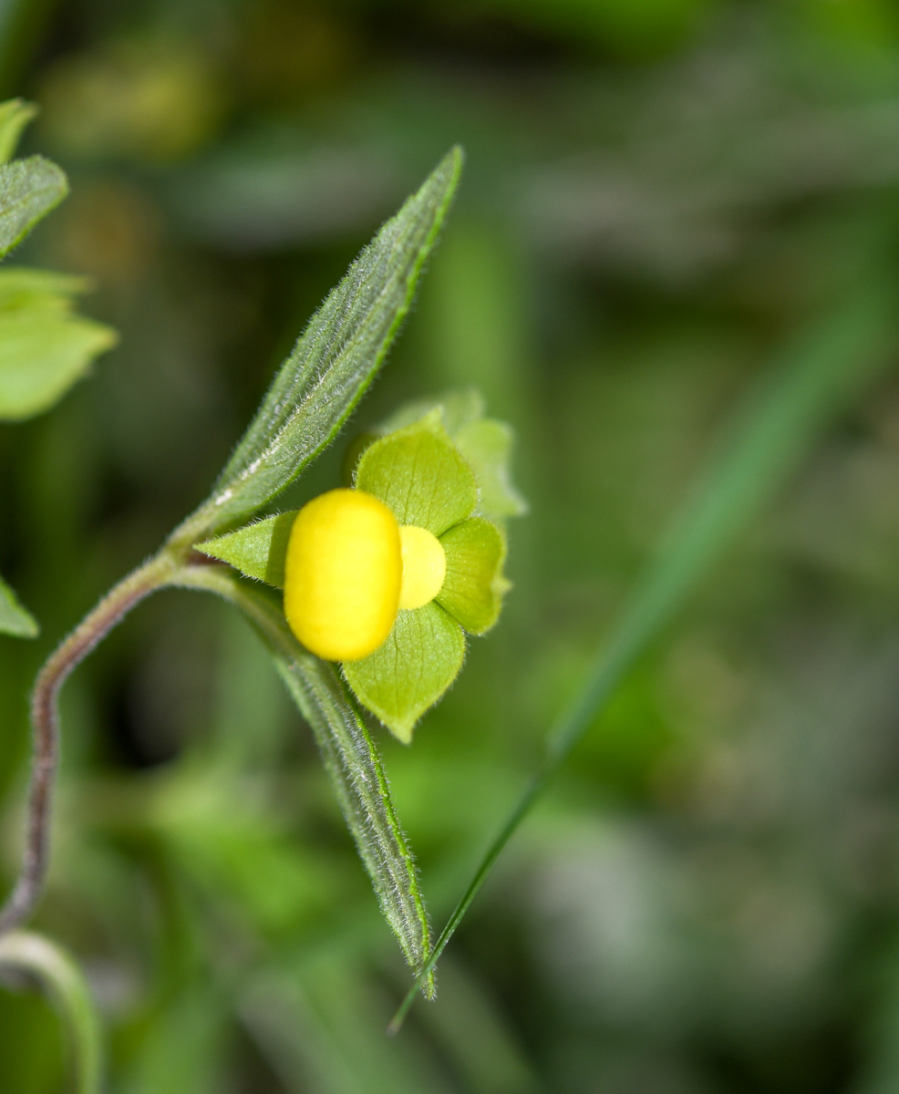 Изображение особи Calceolaria engleriana.