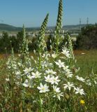 Ornithogalum ponticum