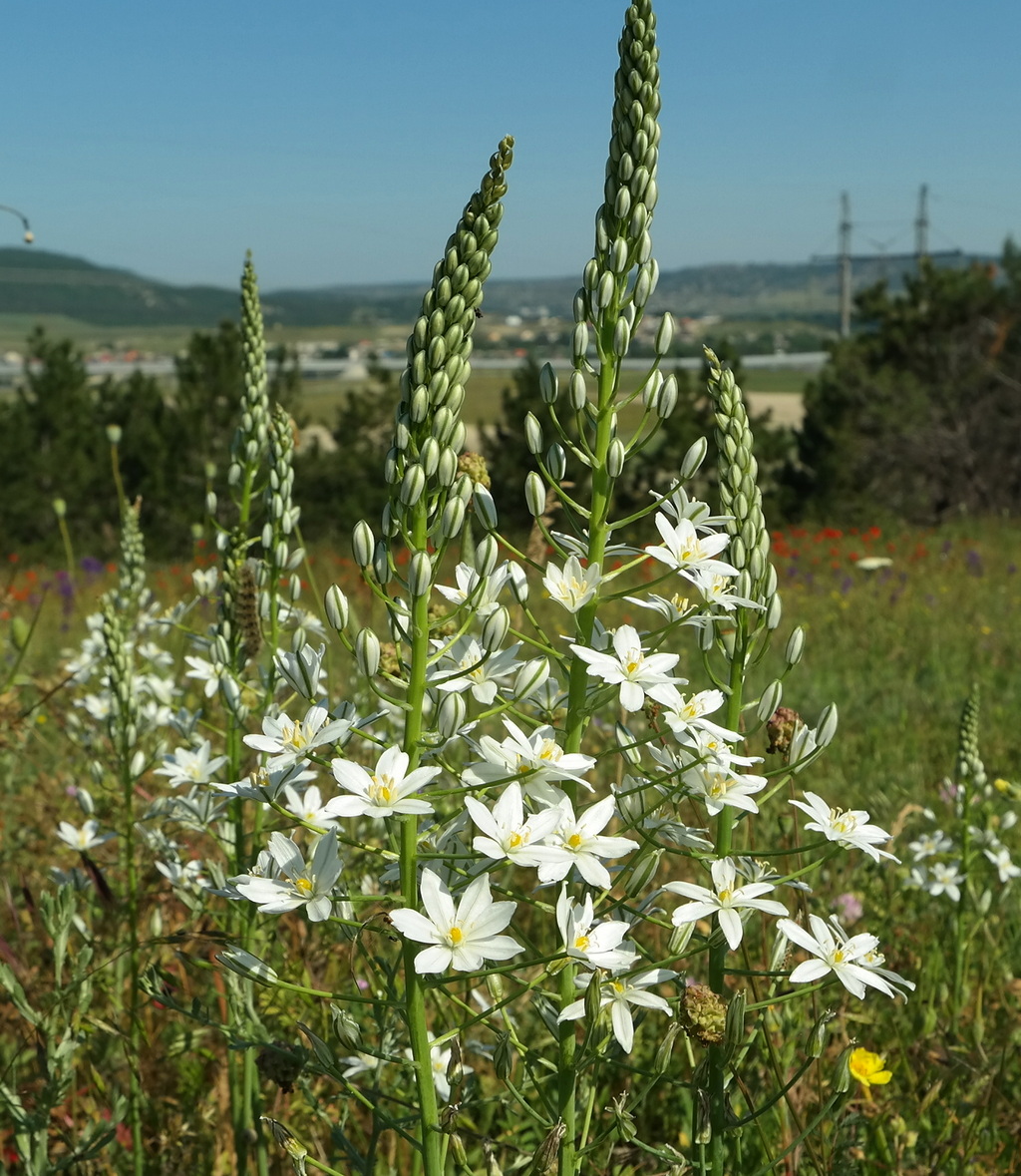 Изображение особи Ornithogalum ponticum.