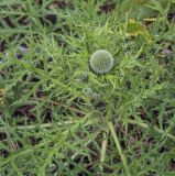 Echinops crispus. Листья и развивающееся соцветие. Пермский край, Кунгурский р-н, окр. с. Плехановское, окр. ур. Мысы, разнотравный луг. 19.06.2021.