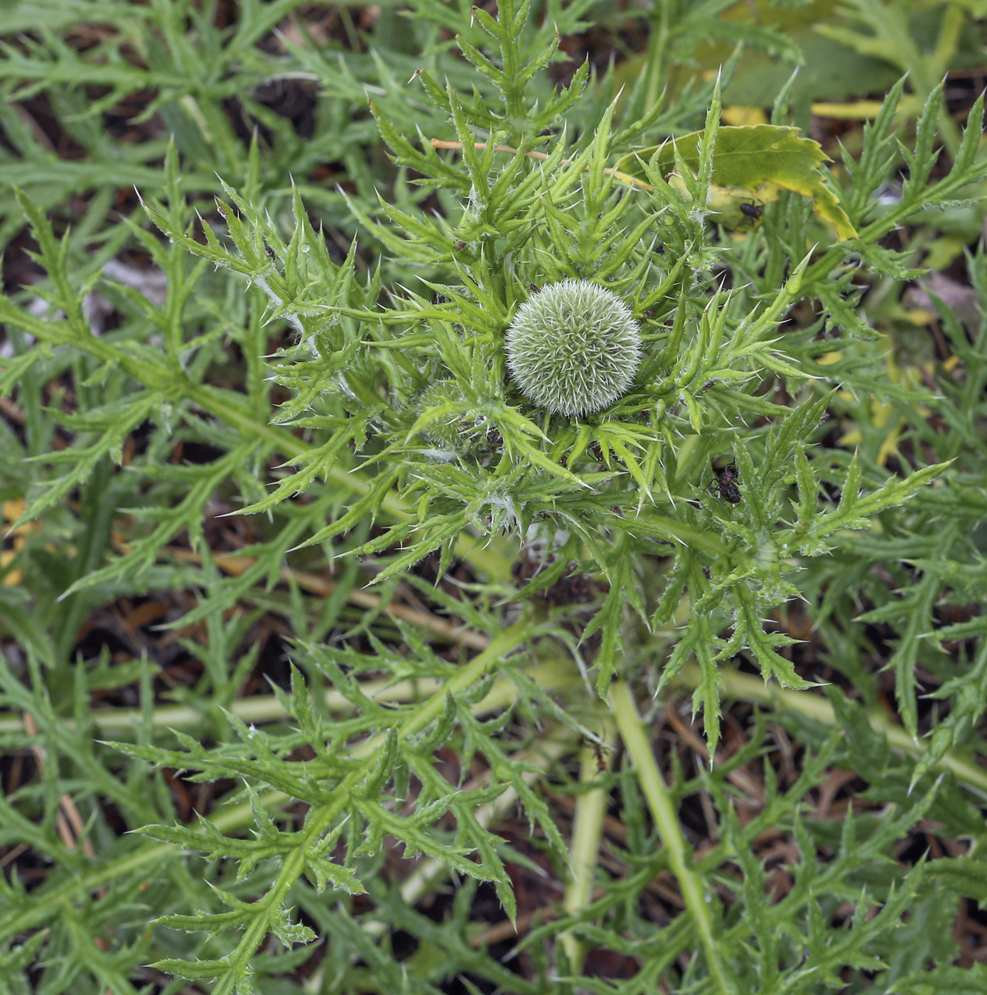 Изображение особи Echinops crispus.