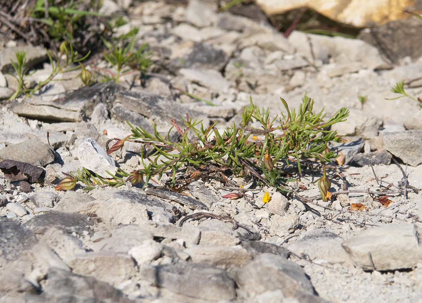 Image of Fumana procumbens specimen.