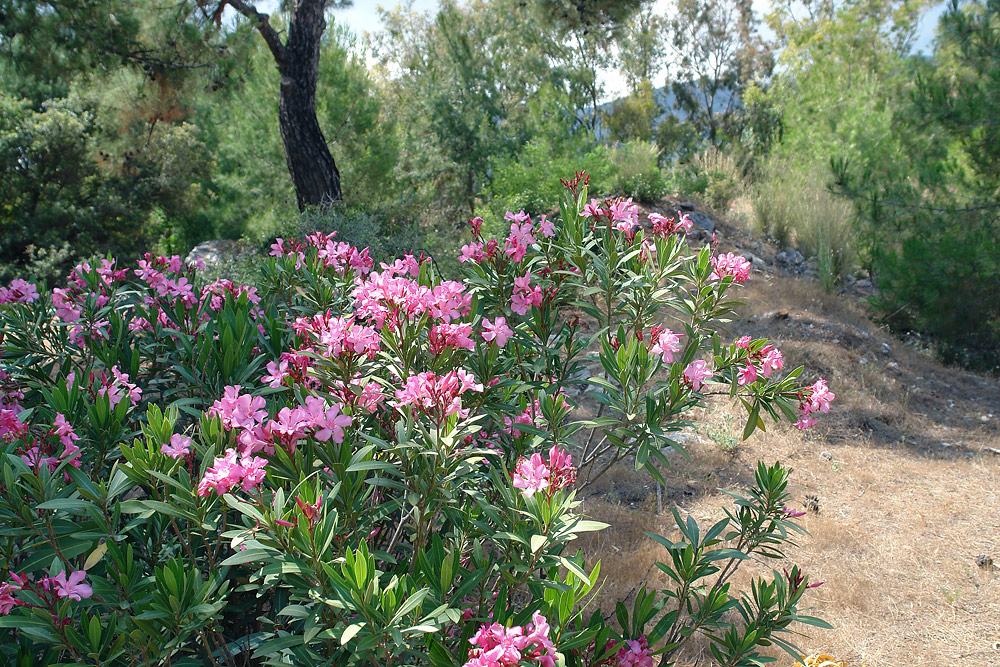 Изображение особи Nerium oleander.