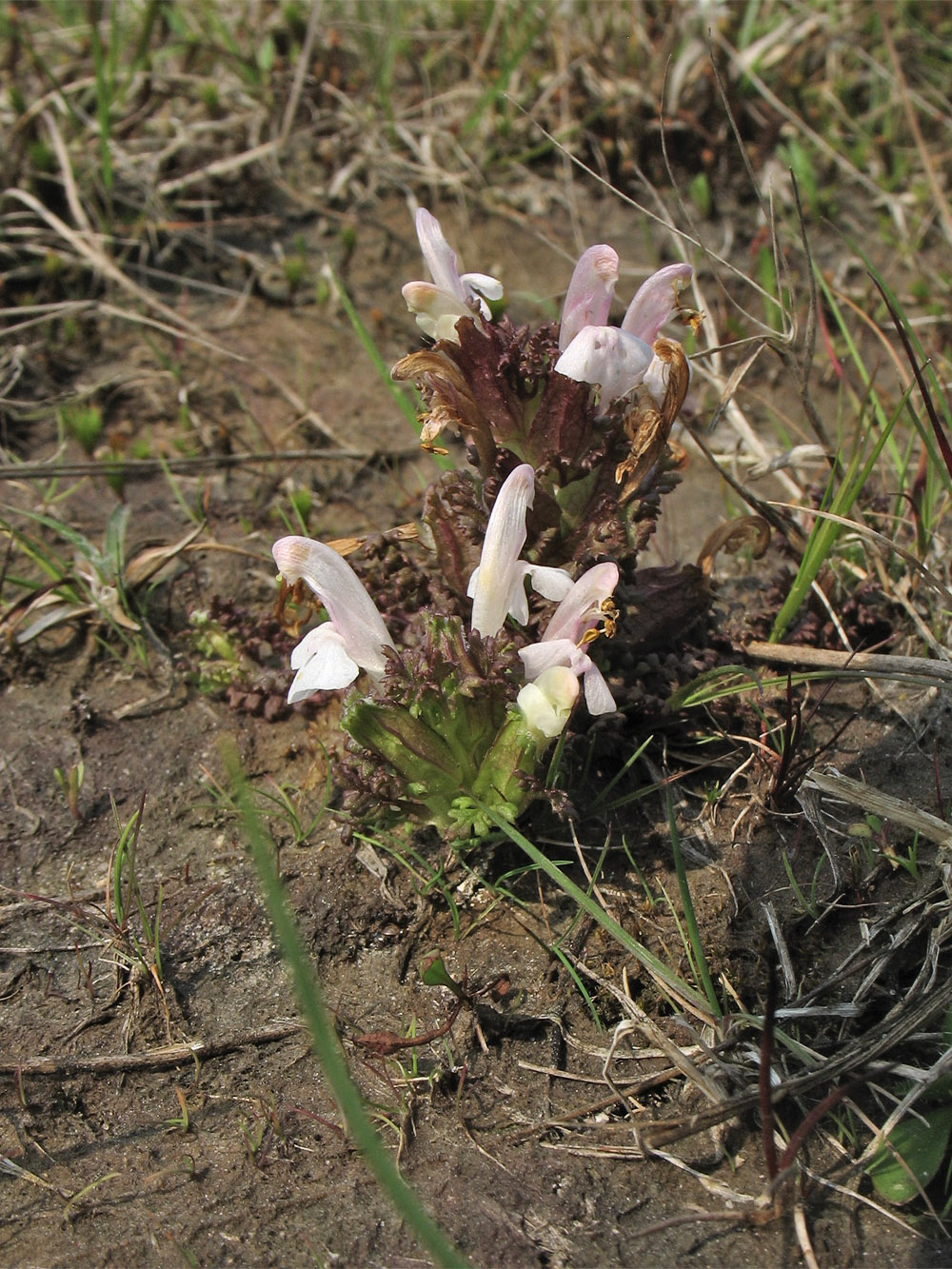 Image of Pedicularis sylvatica specimen.