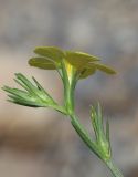 Linum nodiflorum. Верхушка соцветия. Краснодарский край, м/о г. Новороссийск, окр. с. Широкая Балка, отвал грунта на обочине дороги. 10 июля 2021 г.