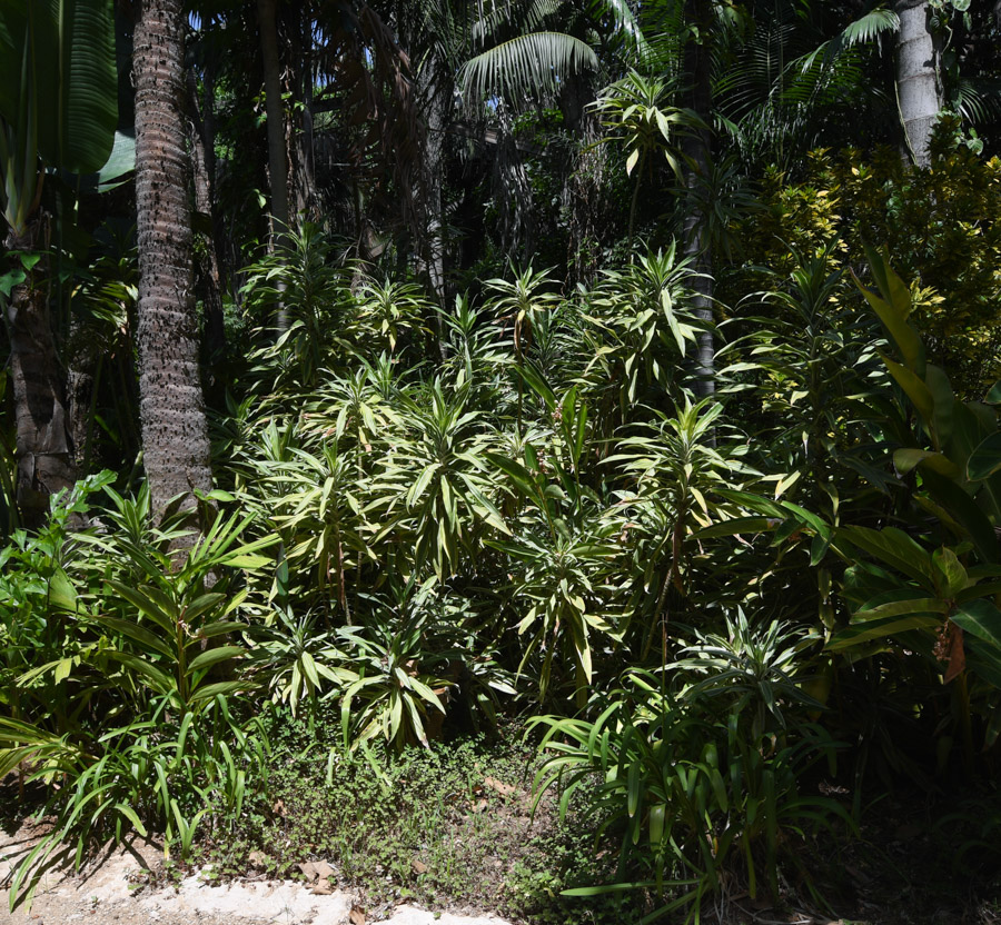 Image of Dracaena reflexa specimen.