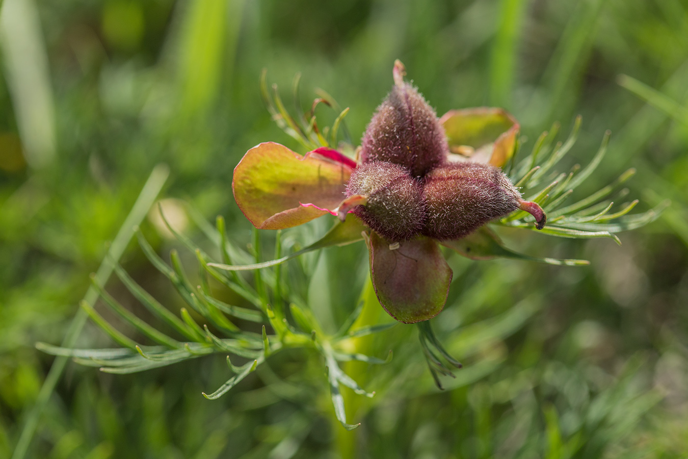 Изображение особи Paeonia tenuifolia.