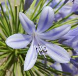 Agapanthus africanus