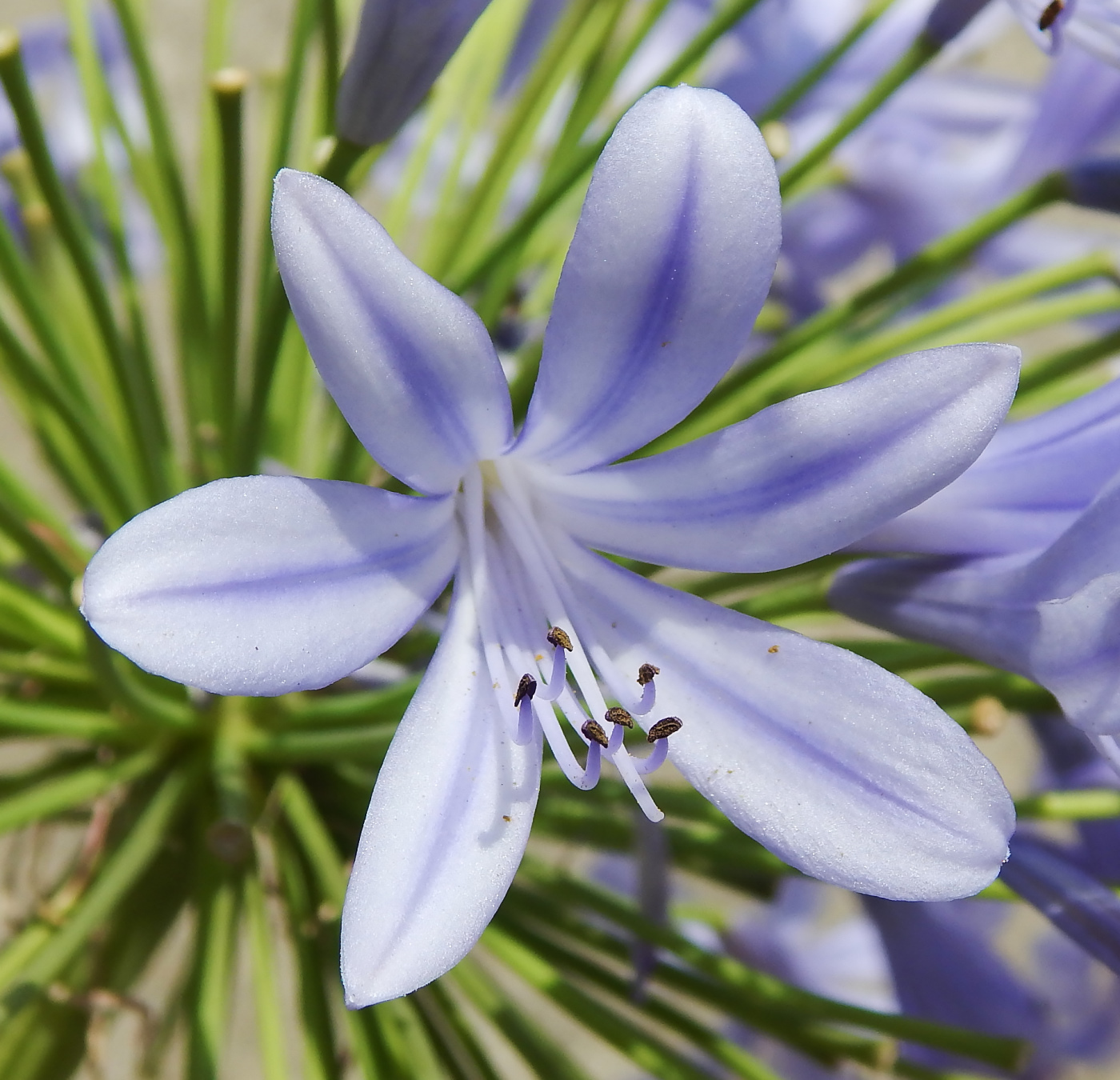 Image of Agapanthus africanus specimen.