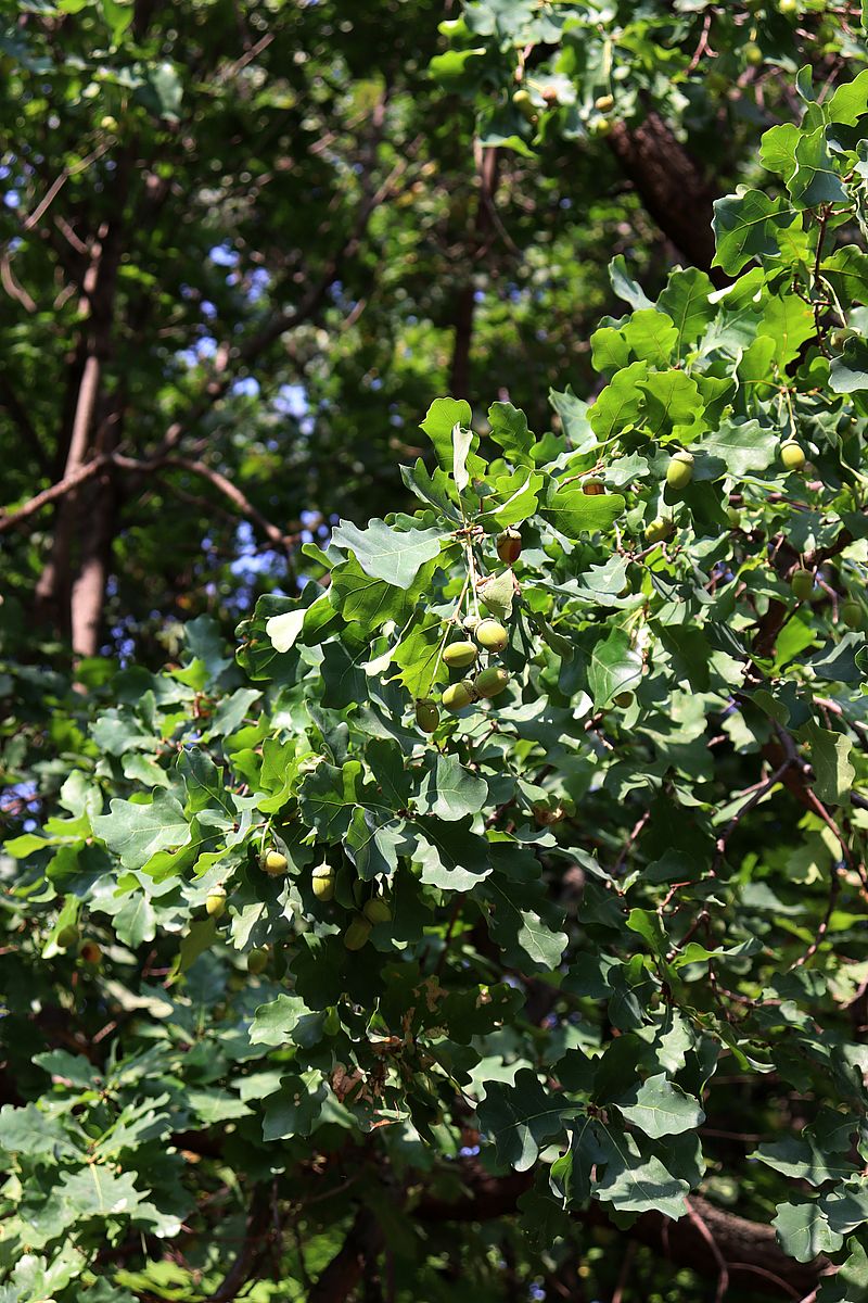 Image of Quercus robur specimen.