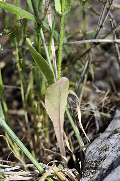 Изображение особи Crepis pulchra ssp. turkestanica.