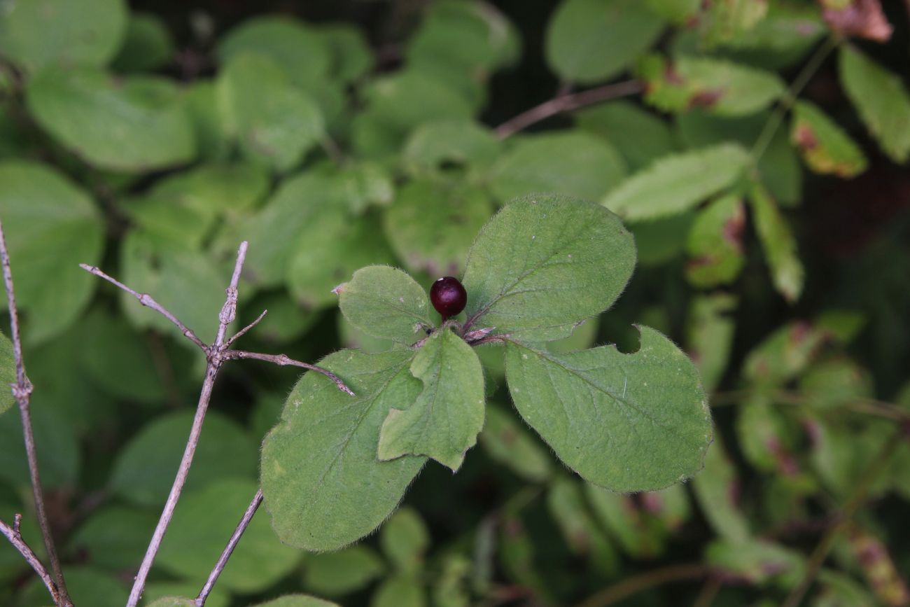 Изображение особи Lonicera xylosteum.