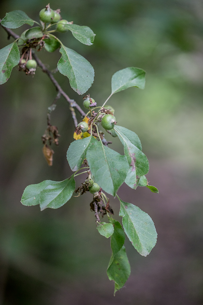 Image of genus Malus specimen.