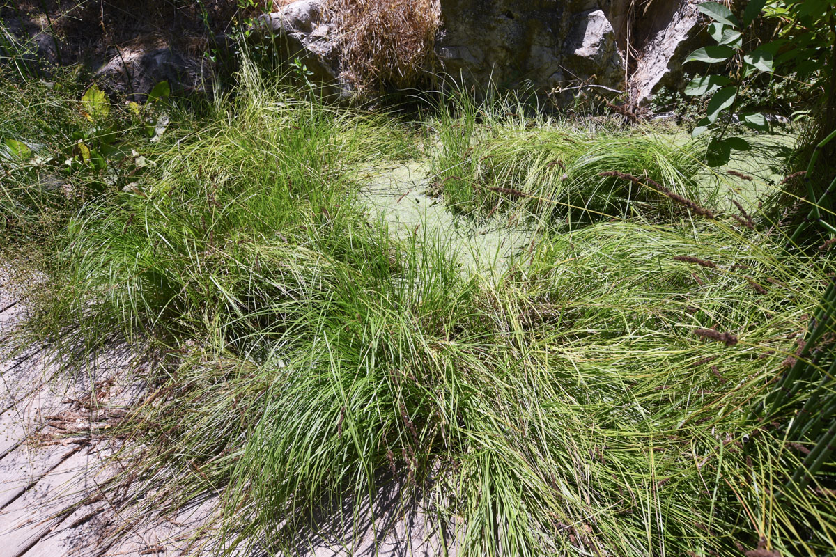 Изображение особи Carex vulpinoidea.