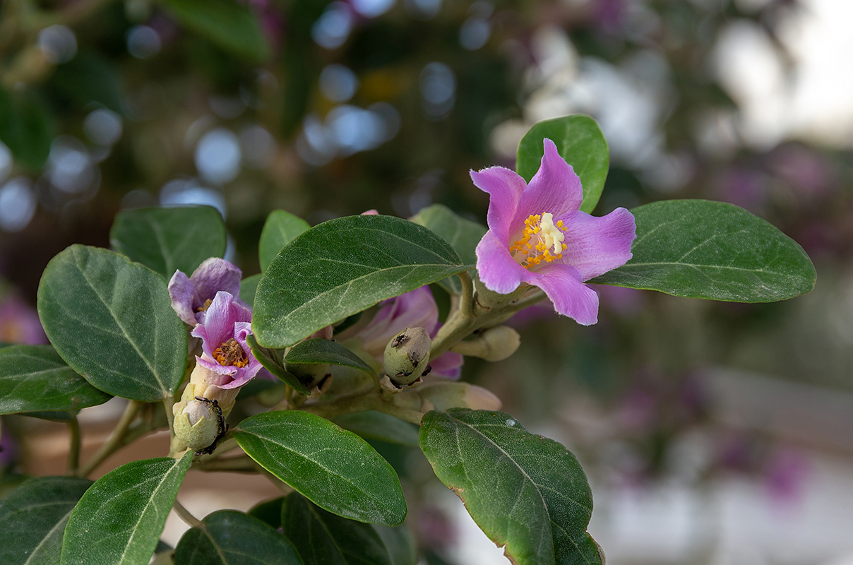 Image of Lagunaria patersonia specimen.