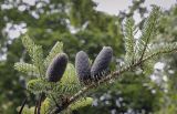 Abies lasiocarpa