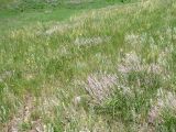 Astragalus tenuifolius