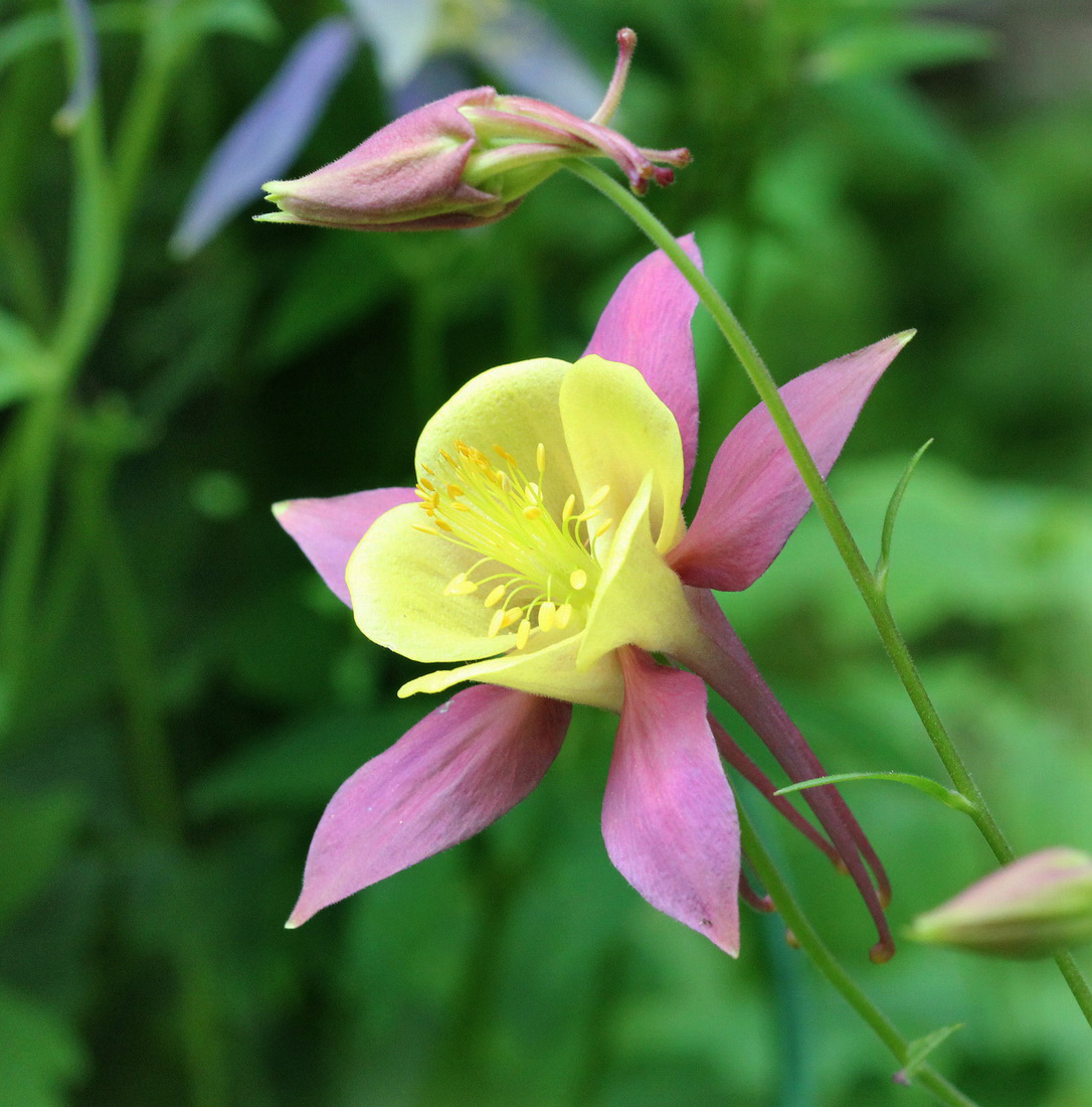 Изображение особи Aquilegia coerulea.