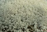 Cladonia arbuscula