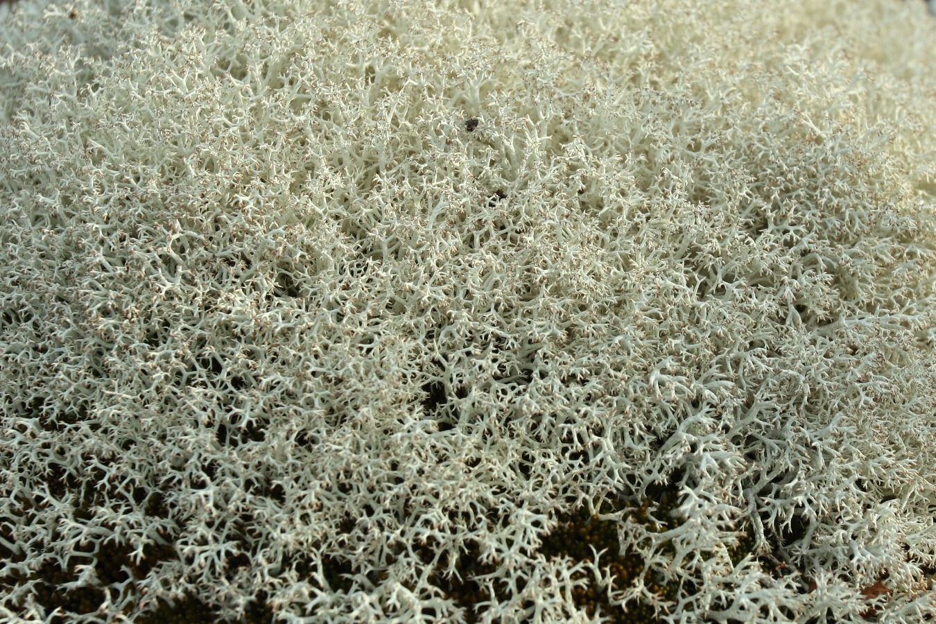 Изображение особи Cladonia arbuscula.