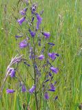 Campanula sibirica