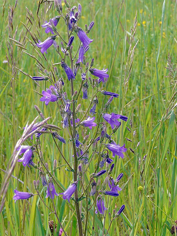 Изображение особи Campanula sibirica.