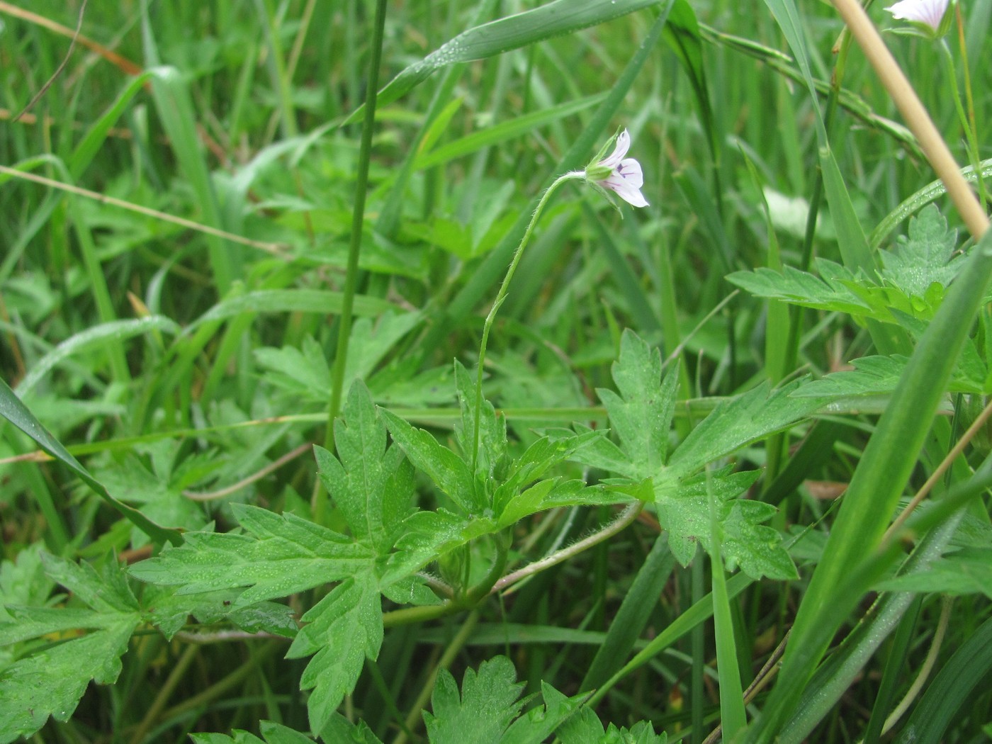 Изображение особи Geranium sibiricum.