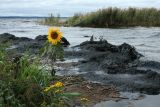 Helianthus annuus. Цветущее растение в зоне заплеска около груд гниющих водорослей. Ленинградская обл., Кингисеппский р-н, окр. дер. Урмизно, берег Финского залива, песчаный пляж. 22.08.2021.