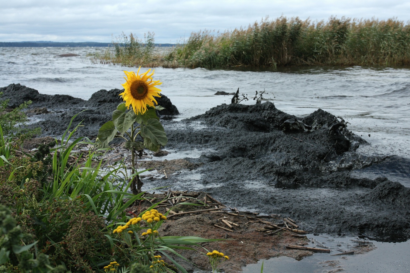 Image of Helianthus annuus specimen.