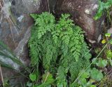 Cryptogramma crispa