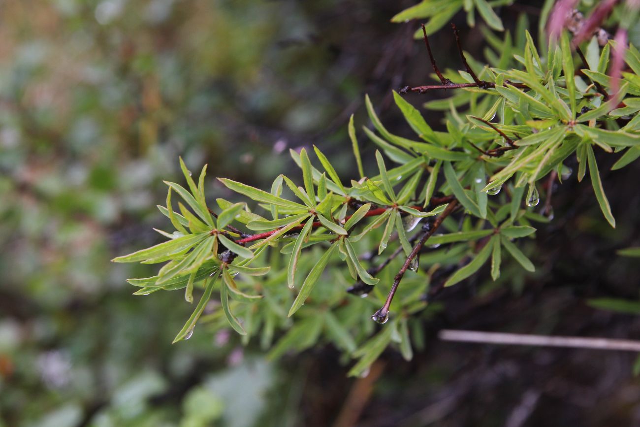 Изображение особи Spiraea alpina.